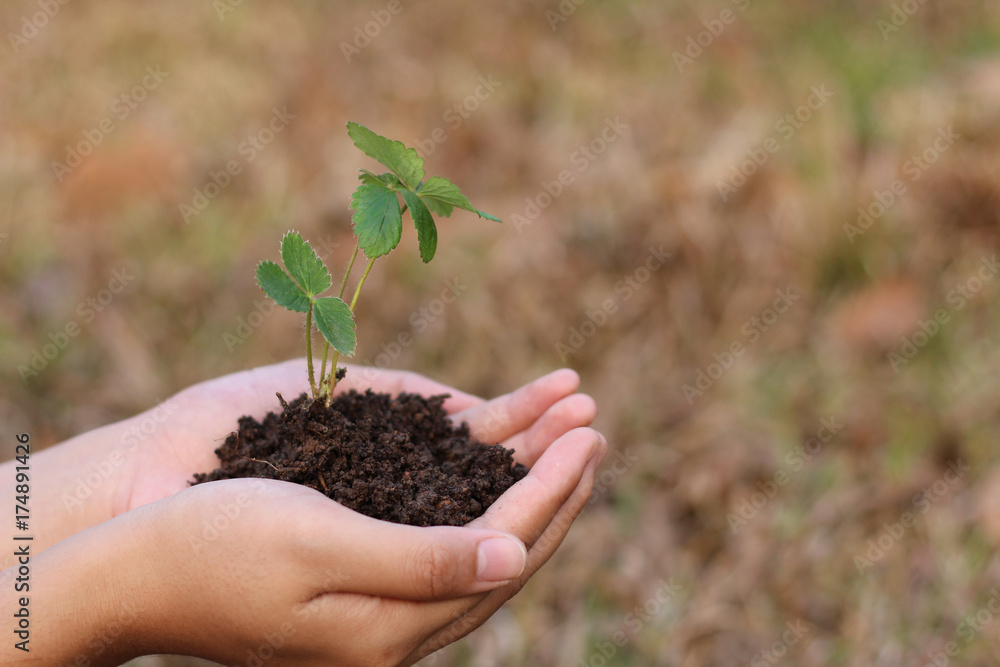 hands holding a tiny plant hands holding a tiny plant