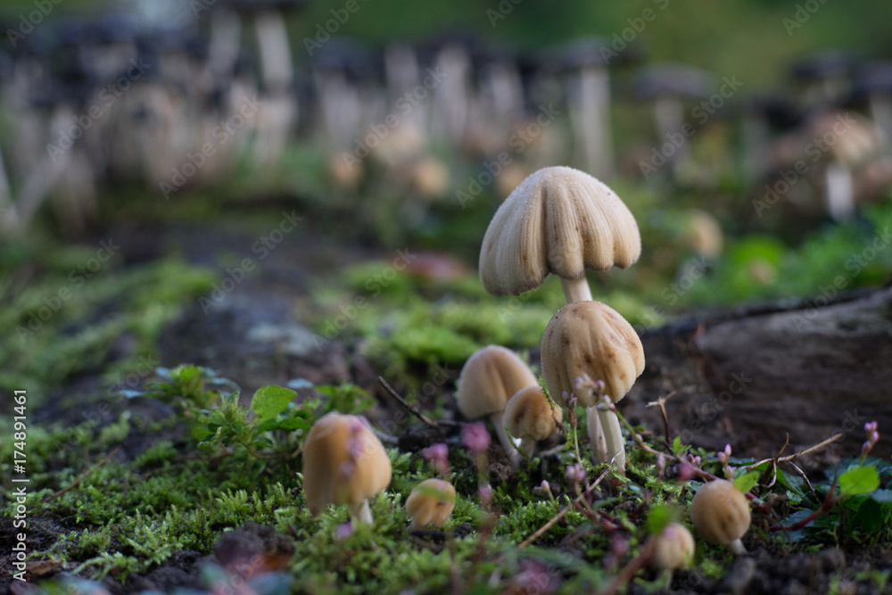 Enchanted colony of white mushrooms growing in the forest Enchanted colony of white mushrooms growing in the forest