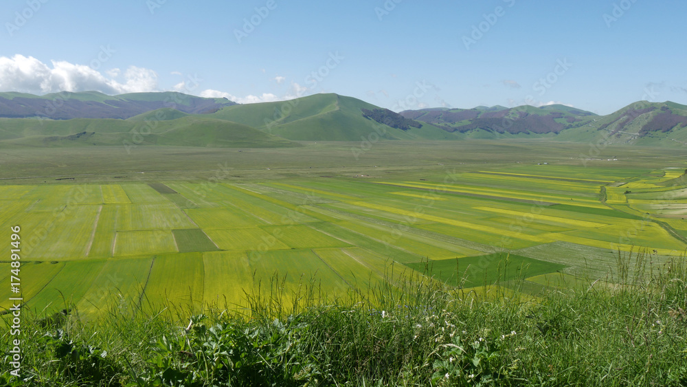 Monti Sibillini fioritura delle lenticchie e dei cereali