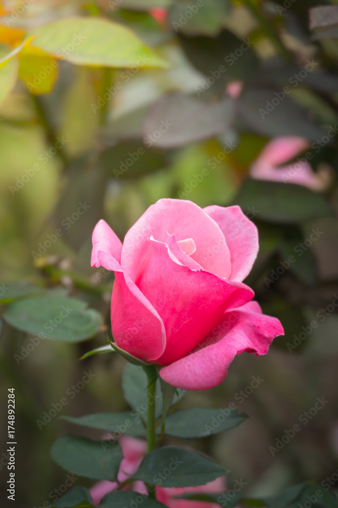 Roses in the garden Roses in the garden