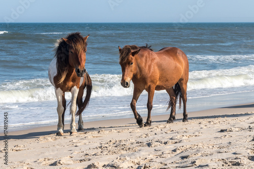 Horses on a Beach