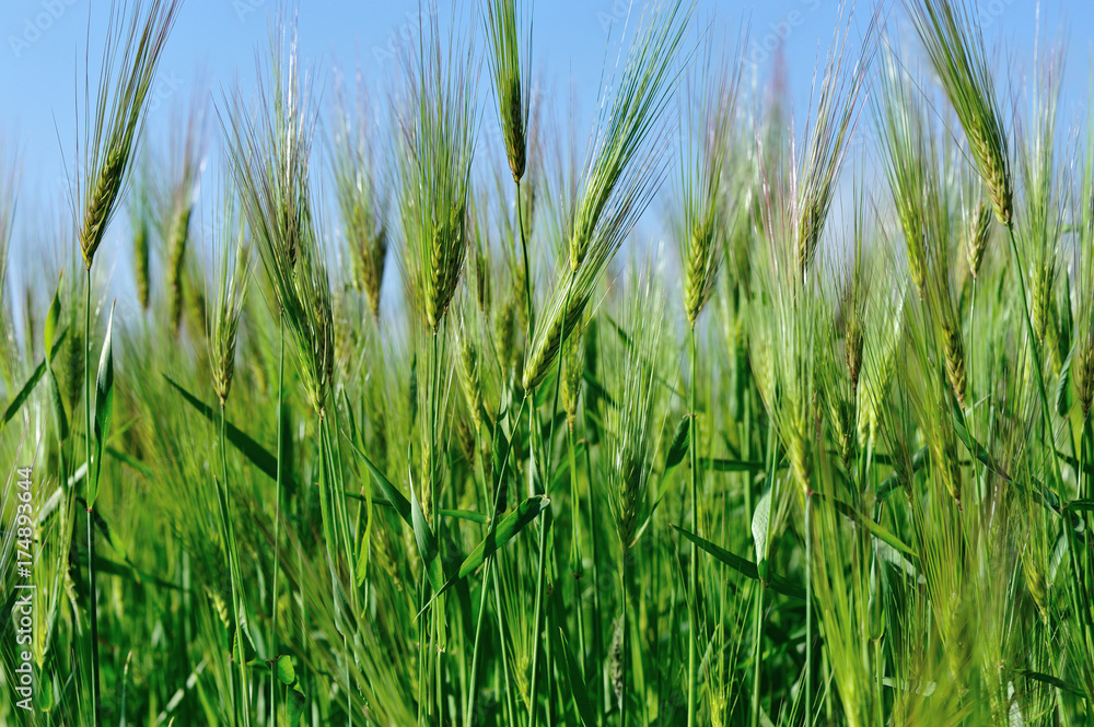 hullessbarley in growth in the field under blue sky hullessbarley in growth in the field under blue sky
