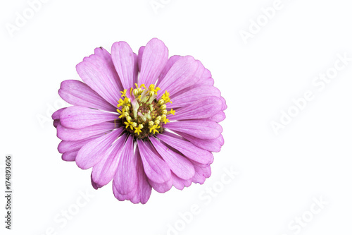 Zinnia pink bloom, Isolated on white background © supanee2550