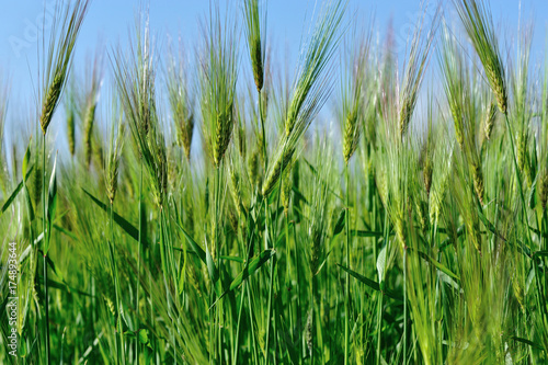 hullessbarley in growth in the field under blue sky