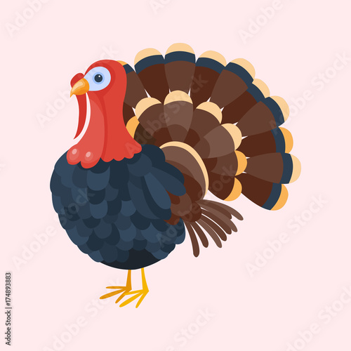 Turkey bird isolated thanksgiving nature farm animal feather poultry tail fowl cock character vector illustration.