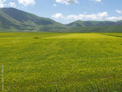 Fioritura sui Monti Sibillini in Umbria delle lenticchie