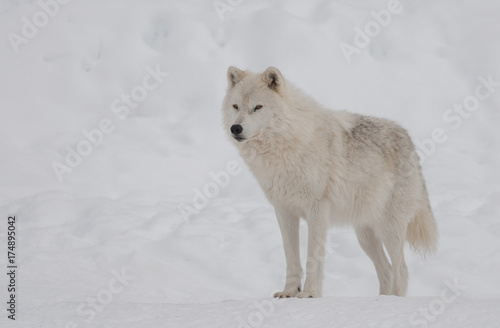 Arctic wolf in the snow