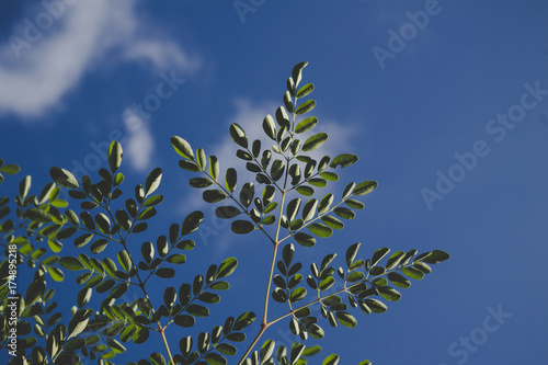 Green leaves blue sky background