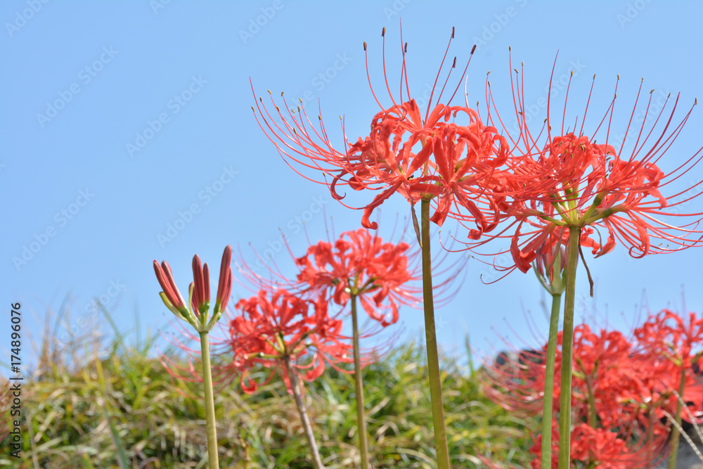 ヒガンバナ　青空

