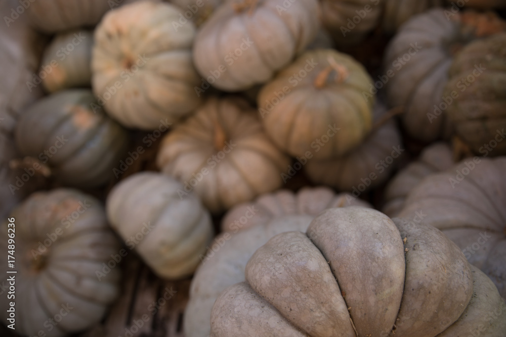Farm patch Fall autumn Farm patch Fall autumn