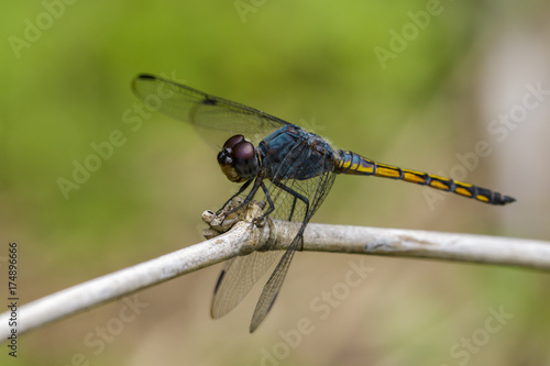 Image of Blue Chaser dragonfly(Potamarcha congner) on a branch on nature background. Insect. Animal