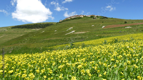 Monti Sibillini a Castelluccio di Norcia la fioritura della lenticchie