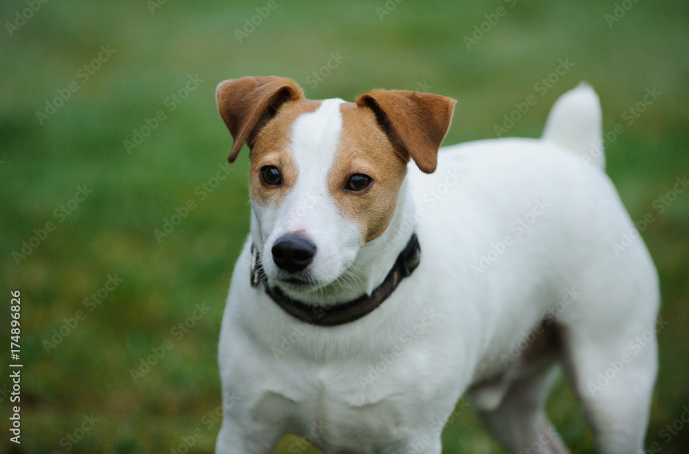 Jack Russell Terrier dog against grass