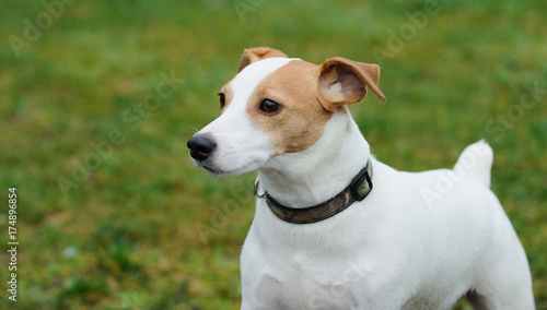Jack Russell Terrier dog portrait