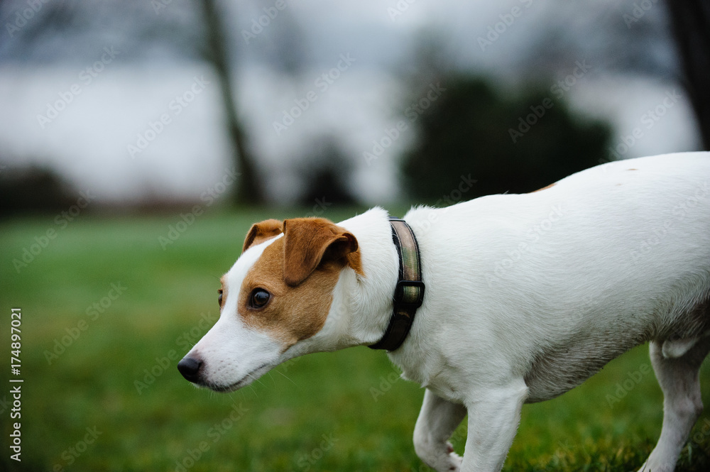 Jack Russell Terrier dog outdoor portrait
