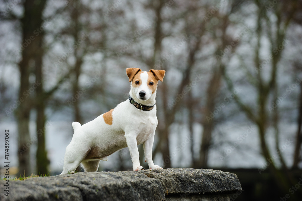 Jack Russell Terrier standing on rock wall - obrazy, fototapety, plakaty 