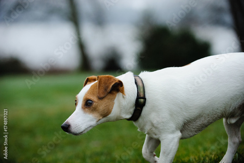 Fototapeta Naklejka Na Ścianę i Meble -  Jack Russell Terrier dog outdoor portrait