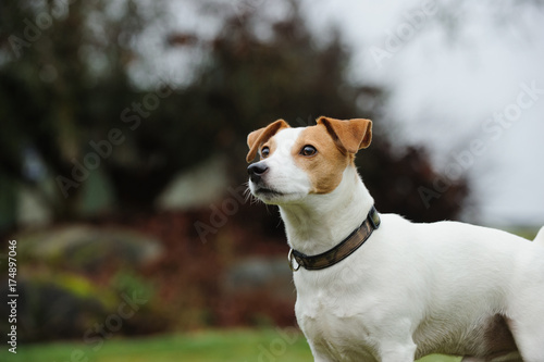 Jack Russell Terrier outdoor portrat