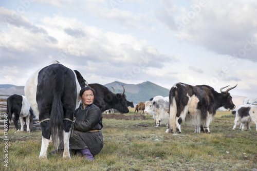 mongolian woman milking a cow in a landscape of Northern Mongolia 