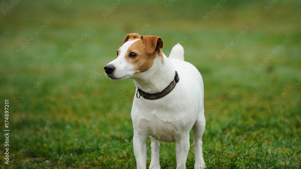 Jack Russell Terrier standing on grass