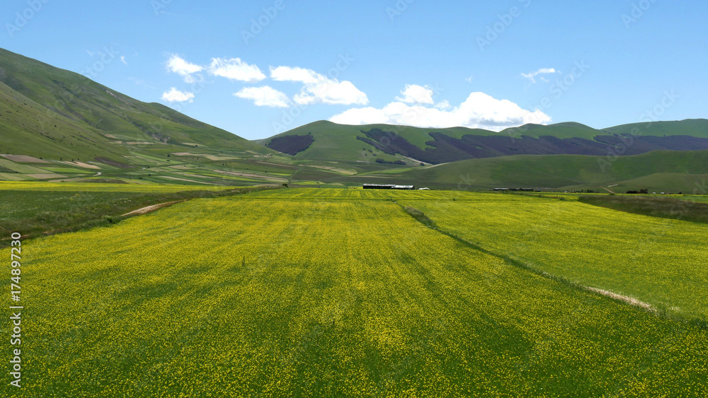 Monti Sibillini a Castelluccio di Norcia la fioritura della lenticchie