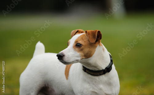 Jack Russell Terrier portrait by grass
