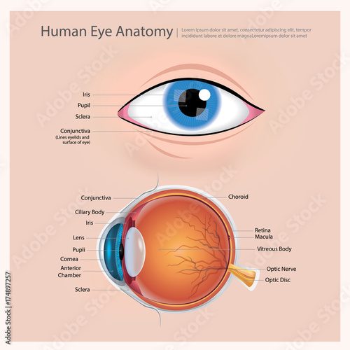 Human Eye Anatomy Vector Illustration