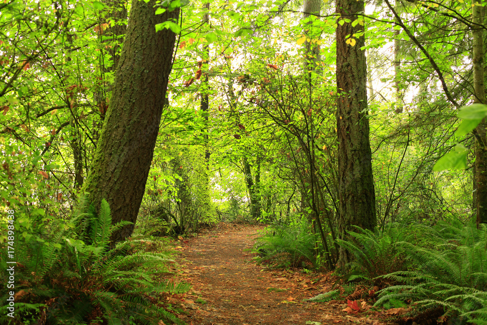 Obraz premium a picture of an Pacific Northwest forest trail