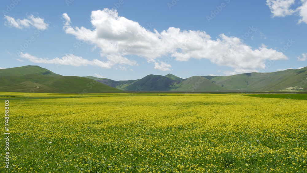 Castelluccio di Norcia in Umbria fioritura dei campi di lenticchie