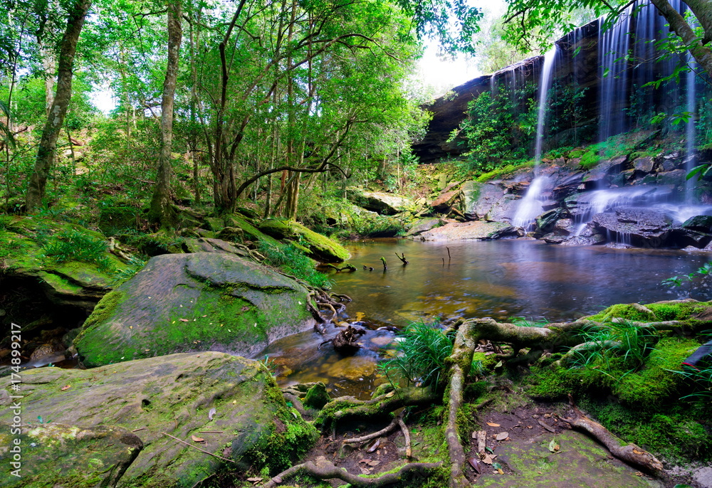 Fototapeta premium beautiful tropical rainforest and stream in deep forest, Phu Kradueng National Park, Thailand