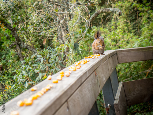 Squirrel eating corn on veranda in Santa Helena, Colombia photo