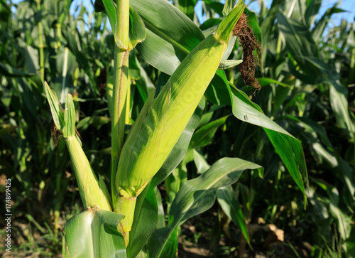 maize crop in growth at farm