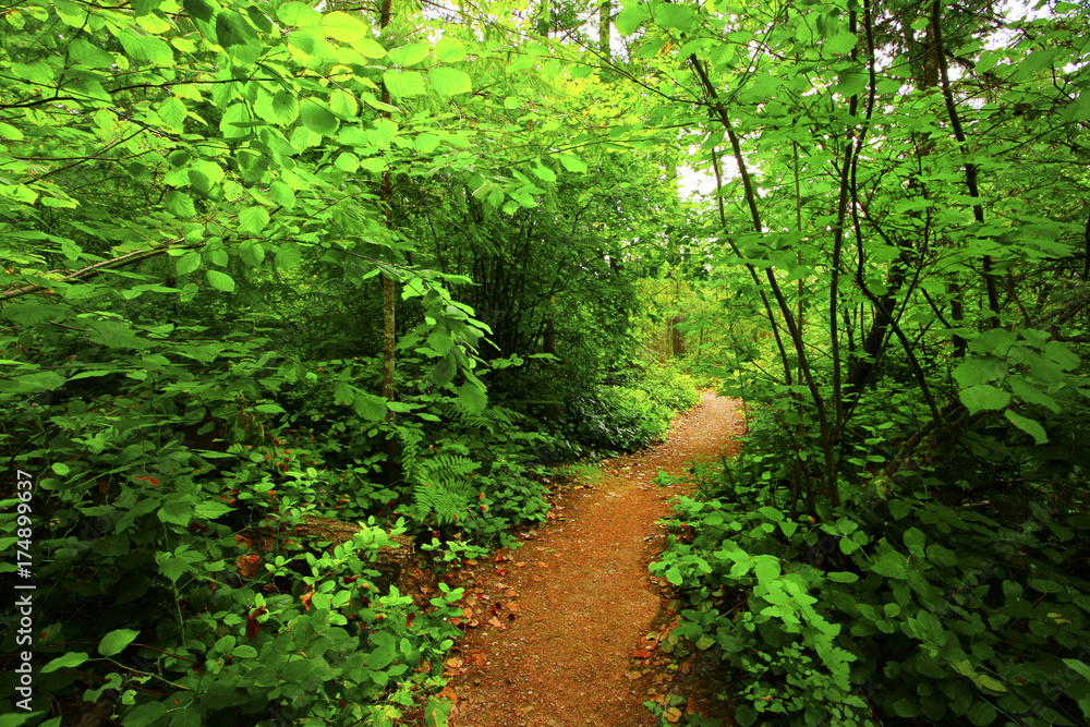 a picture of an Pacific Northwest forest trail a picture of an Pacific Northwest forest trail