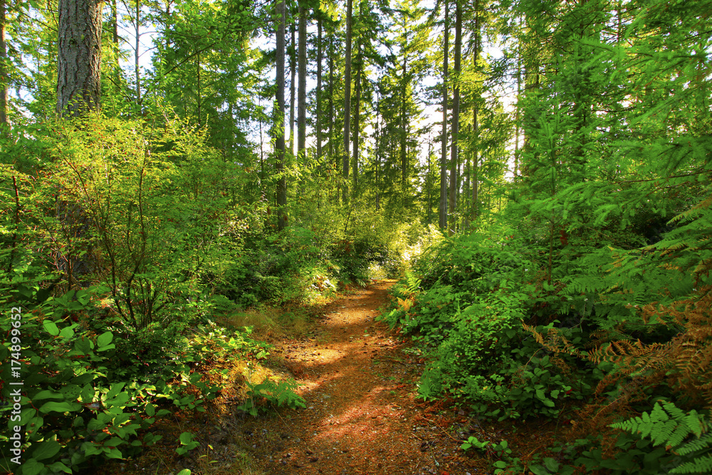 a picture of an Pacific Northwest forest trail