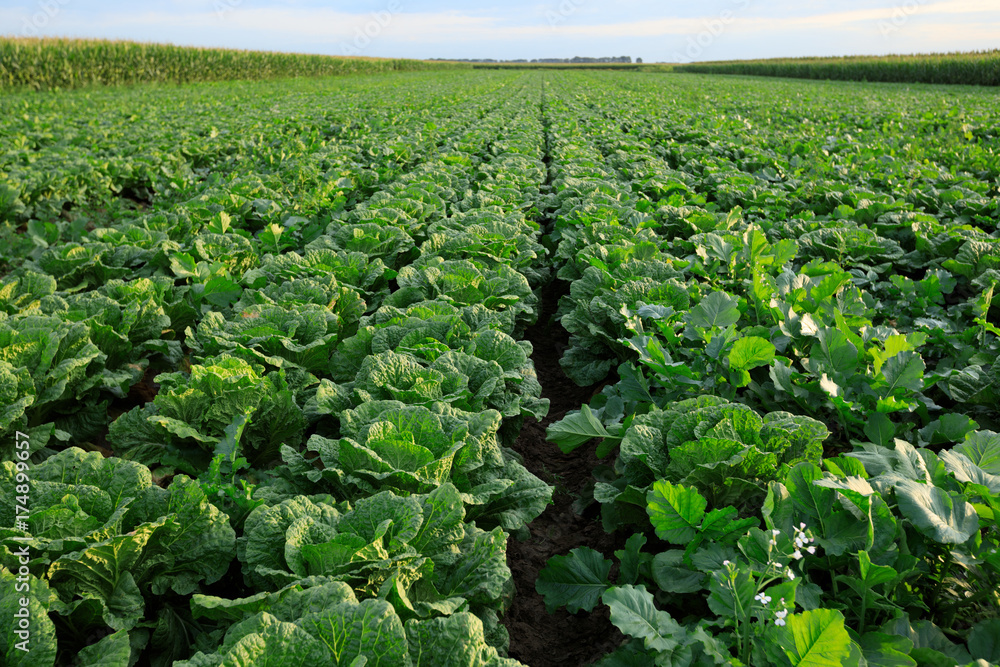 chinese cabbage crops in growth at field chinese cabbage crops in growth at field