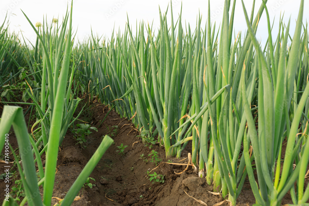green Chinese onion crops in growth at field green Chinese onion crops in growth at field