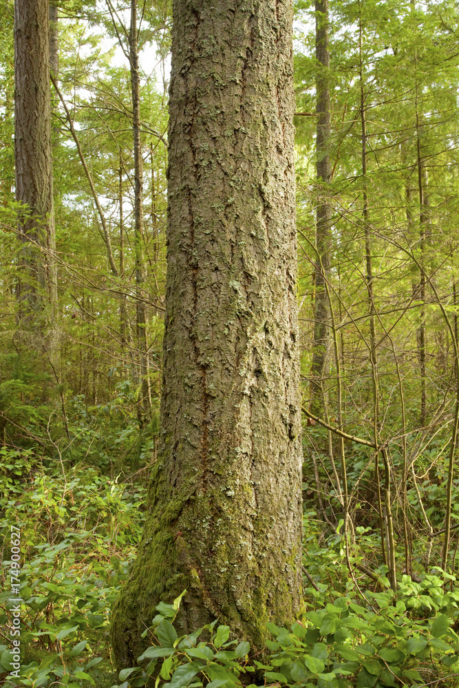 a picture of an Pacific Northwest forest a picture of an Pacific Northwest forest
