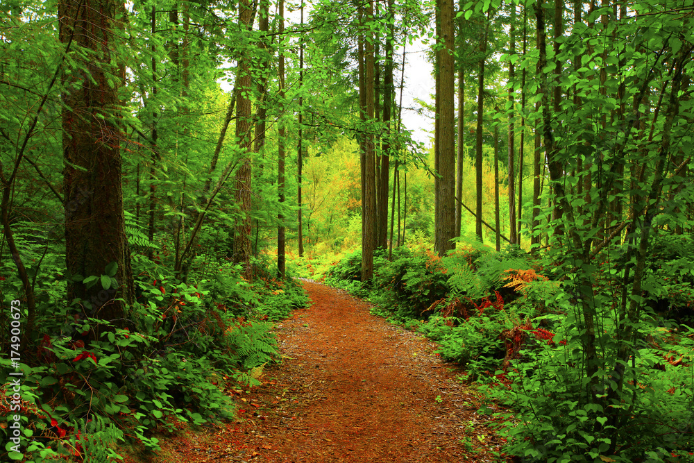 a picture of an Pacific Northwest forest trail a picture of an Pacific Northwest forest trail