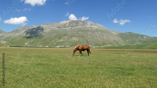 Cavallo al pascolo sui monti Sibillini