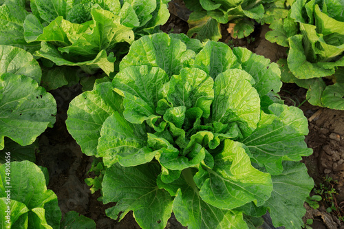 chinese cabbage crops in growth at field