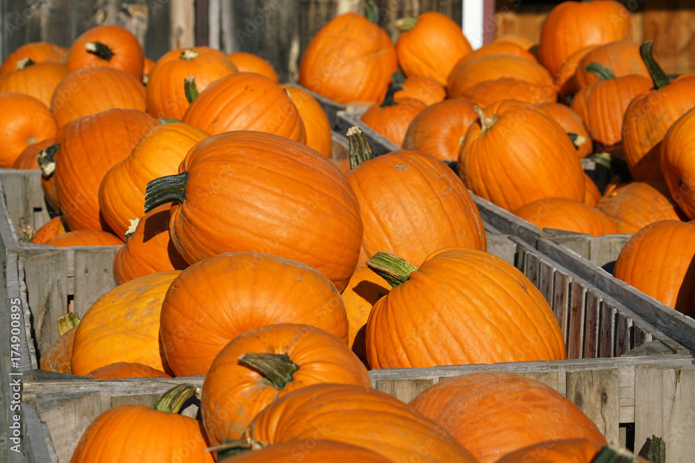 colorful pumpkins in container at farm in autumn harvest season colorful pumpkins in container at farm in autumn harvest season