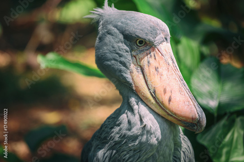 African Shoebill (Balaeniceps rex) also known as Whalehead or Shoe-billed Stork photo