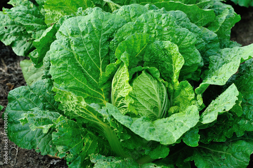 chinese cabbage crops in growth at field