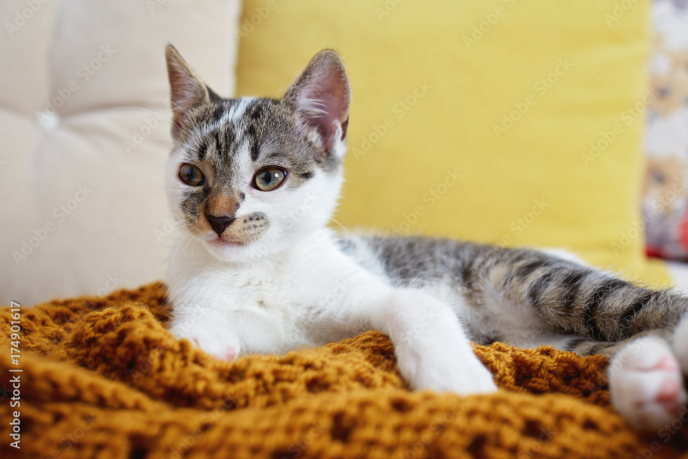 A cute adorable kitten sitting on a sofa A cute adorable kitten sitting on a sofa