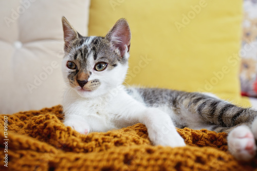 Fototapeta Naklejka Na Ścianę i Meble -  A cute adorable kitten sitting on a sofa