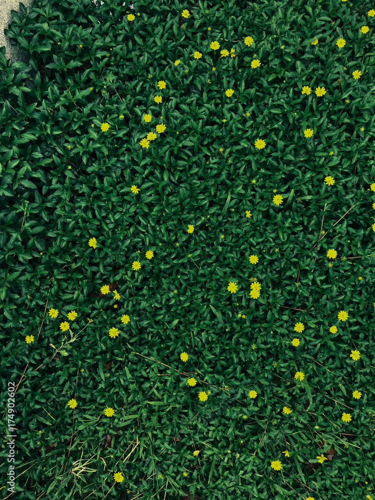 Yellow Flower Yellow Flower
