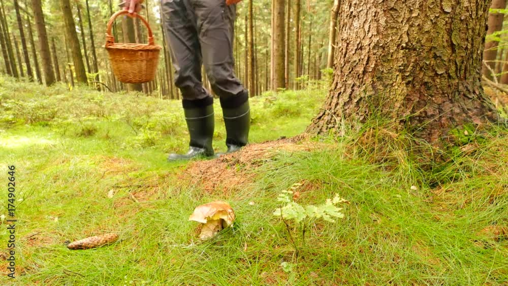 Man searching mushrooms in autumnal forest. Man arms in blue shirt carry basket with many mushrooms, cut additional boletus with pocket knife and put it into basket. Picking mushrooms in autumn forest Man searching mushrooms in autumnal forest. Man arms in blue shirt carry basket with many mushrooms, cut additional boletus with pocket knife and put it into basket. Picking mushrooms in autumn forest