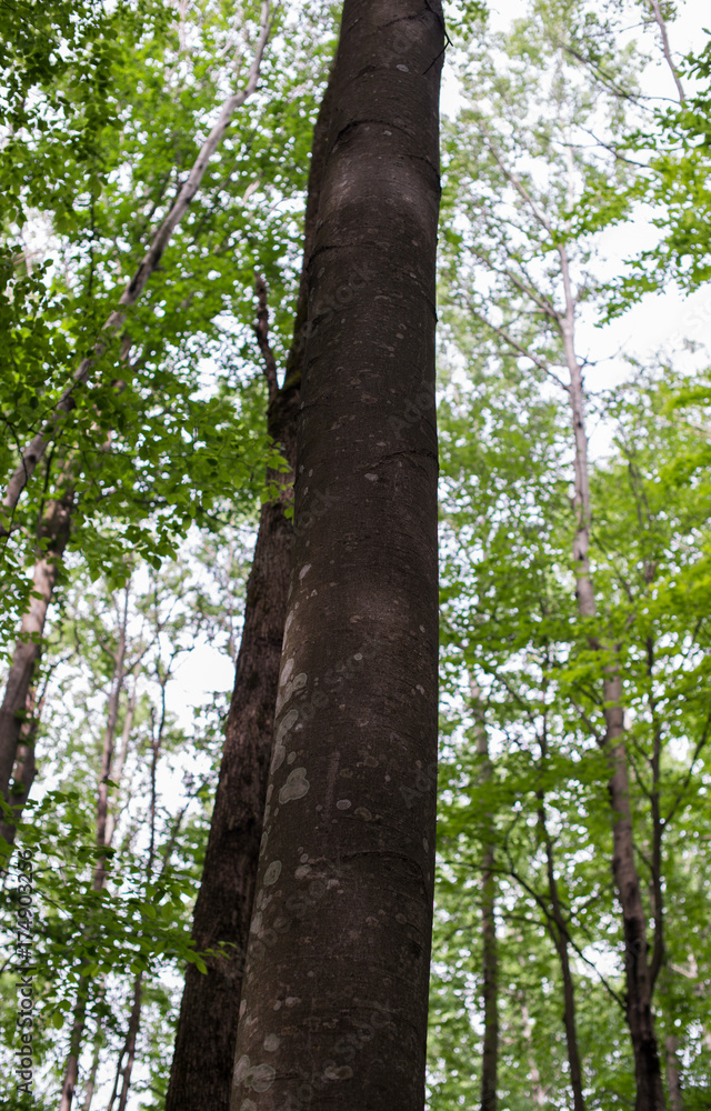 Fototapeta premium Tall trunk of a beech tree in the forest of shadow