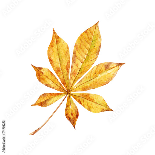 Watercolor fall leaves vector set © zenina