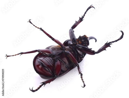 Beetles in nature ,Rhino beetle (Dynastinae)